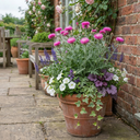 Centaurea Dealbata Bright Rose Persian Cornflower Plants (Set of 3 or 6)