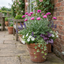 Set of 3 or 6 Centaurea Dealbata Bright Rose Persian Cornflower Plants, Hardy Cottage Garden Perennial, Outdoor Garden Ready, 1 Litre Root-Ball