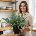 Phlebodium Aureum Blue Star Fern Plants