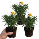 Erysimum Spring Feeling Wallflower Plants (Set of 3 or 6)