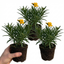 Set of 3 or 6 Erysimum Spring Feeling Hardy Perennial Wallflower Plants, Bee Friendly, Fragrant, Outdoor Garden Ready, 1 Litre / 11cm Root-Ball