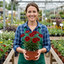 Set of 3 or 6 Coreopsis Uptick Red Hardy Perennial Plants, Bee Friendly Summer Flowering Tickseed, 1 Litre Root Ball