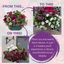 7 Colour Coordinated Plants - Berry Swirl Theme Speedplanter, Garden Ready