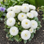 Set of 3 or 6 Garden Ready Plants – Bellis Habanera ‘White’, Ready to Plant in Your Garden