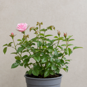 3Ltr Pink Patio Rose Bush, Outdoor Garden Ready, Pots