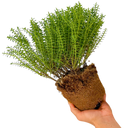 1 Large, Garden Ready Plant - Hebe New Zealand (Shrubby Veronica), 17cm / 2L Pot