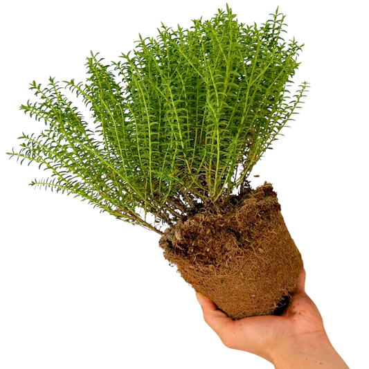 Hebe 'New Zealand' (Shrubby Veronica) – Evergreen Shrub (2L Pot)