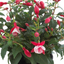 Set of 3 or 6 Large Plants - Fuchsia Diva Red & White, Ready to Plant in Your Garden