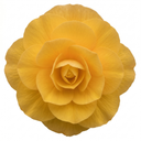 Begonia Non Stop Mocca Yellow Plant (5L Pot)