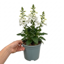 Digitalis Hanabee White Foxglove Plants