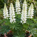 Lupin Legendary White Shades Perennial Plants