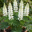 1 Lupin Legendary White Shades Perennial Plant, Outdoor Garden Ready, 3 Litre Root Ball
