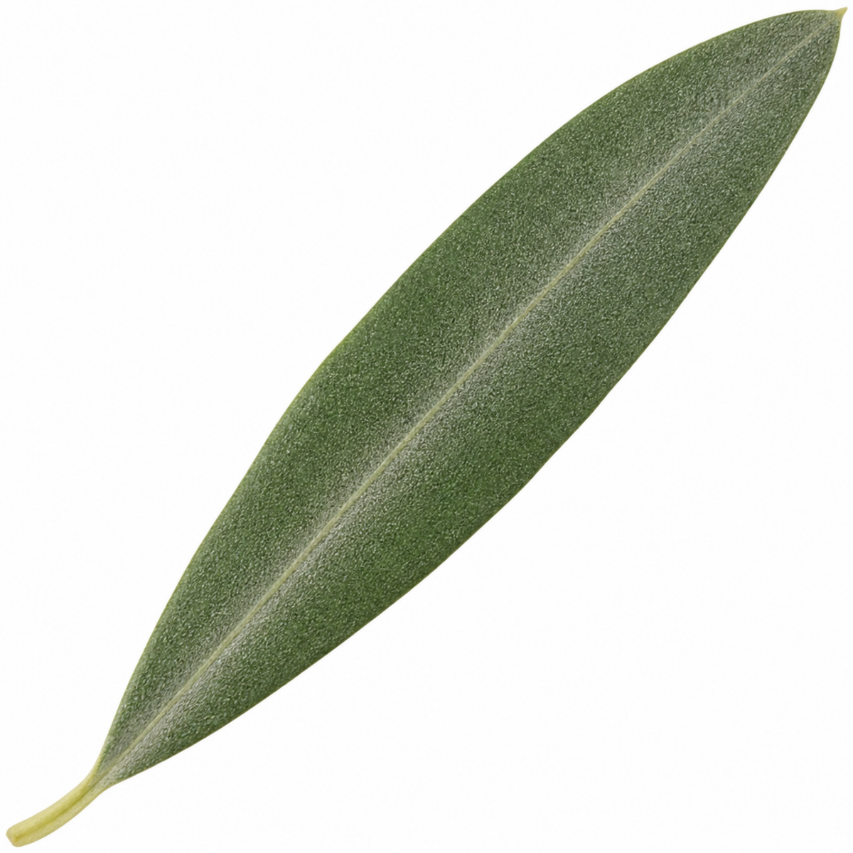 Olive (Olea europaea) – Bushy Tree (3L Pot)
