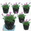 3 Silene Schafta Hardy Perennial Plants, Pink Flowering Ground Cover for Rockery, 1 Litre Root Ball