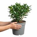 Ficus Moclame Indian Laurel Fig Plant (5L Pot)