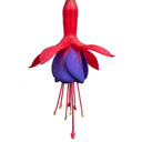 Upright Fuchsia Fuchsita Red & Blue Plant (2L Pot)