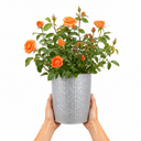 3Ltr Orange Patio Rose Plant, Hardy Bush, Nursery Pots