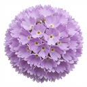 Primula Denticulata Lilac Drumstick Primrose Plants (Set of 3 or 6)