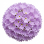 Set of 3 or 6 Primula Denticulata Lilac Drumstick Primrose Plants, Hardy Perennial, Bee Friendly Spring Flowering, Outdoor Garden Ready, 1 Litre Root-Ball