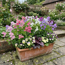 Set of 3 or 6 Large, Garden Ready Plants - Sweet Pea Cupid Mix, 10.5 cm Rootballs