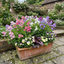 Set of 3 or 6 Large, Garden Ready Plants - Sweet Pea Cupid Mix, 10.5 cm Rootballs