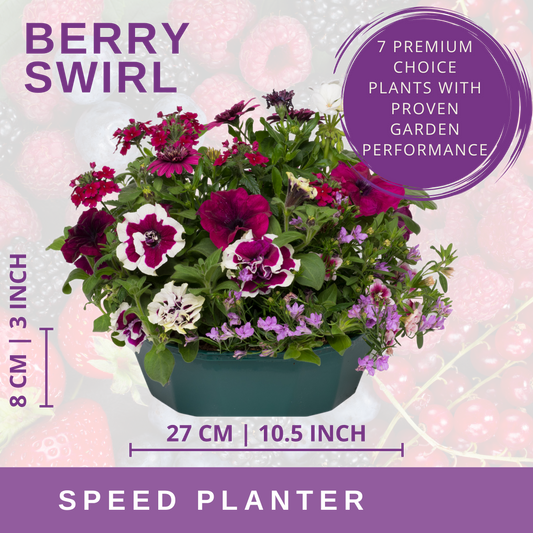 Planted bowl of purple and white petunias, verbena and trailing lobelia