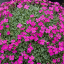 Aubrieta Florado Neon Pink Plants (Set of 3 or 6)