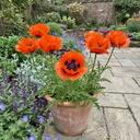 Papaver Orientale Brilliant Red Poppy Plants (Set of 3 or 6)