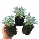 3 Stachys Byzantina Lamb's Ear Plants