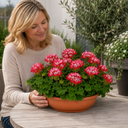 Geranium Summer Twist Red White Plant