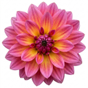 Dahlia Dahlegria Pink Flame Plant (3L Pot)