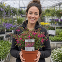 Fuchsia Tom Thumb Plants