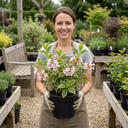 Weigela Variegata Plants