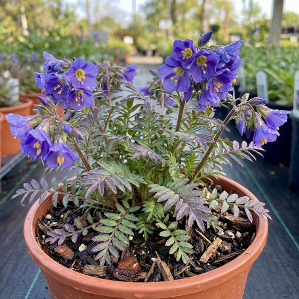 Polemonium Heaven Scent Plants