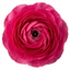 Set of 3 or 6 Ranunculus Vortex Hot Pink Persian Buttercup Plants, Spring Flowering, Outdoor Garden Ready, 1 Litre Root-Ball