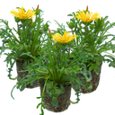 Gazania Kiss Yellow Improved Plants (Set of 3 or 6)