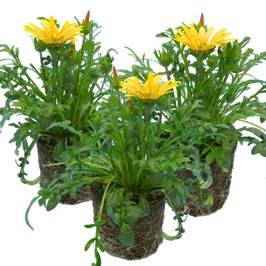 Gazania 'Kiss Yellow Improved' – Treasure Flower (Set of 3 or 6)