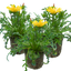 Set of 3 or 6  Large Plants - Gazania Kiss Yellow Improved, Ready to Plant in Your Garden