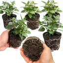 Set of 3 or 6 Large, Outdoor Garden Ready Plants - Fuchsia Bella Susanna (Rose & Violet)