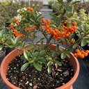 Pyracantha Saphyr Orange Firethorn Plants