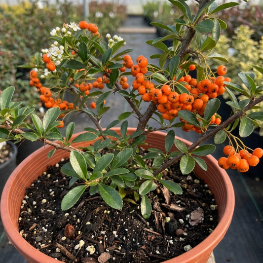 Potted firethorn with orange berry clusters, glossy leaves and a few lingering white flowers
