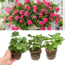 Geranium Sunflair Linda Pink Plants (Set of 3 or 6)