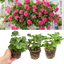 Set of 3 or 6 Large Plants - Geranium Sunflair Linda Pink, Ready to Plant in Your Garden