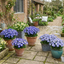 1 Large Bedding Plant - Senetti Blue Bicolour, Outdoor Garden Ready, 2L Pot