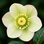 1 Large Plant - Hellebore Winter Moonbeam, Ready to Plant in Your Garden, 2L Pot