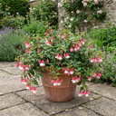 10.5cm Trailing Fuchsia Cascade Plants, 3 Pack, Pink and White, Hanging Basket Summer Bedding, Pots