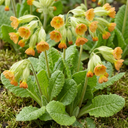 Primula Veris Lime with Orange Plants (Set of 3 or 6)