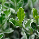 Euonymus Microphyllus Aureovariegatus Plant (2L Pot)
