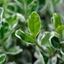 1 Large Plant - Euonymus Microphyllus Aureovariegatus, Outdoor Garden Ready, 2L