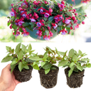 Set of 3 or 6 Large, Outdoor Garden Ready Plants - Fuchsia Bella Lydia (Rose & Violet)